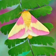 Синица Мирэ