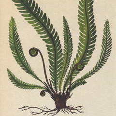 Blechnum sp.