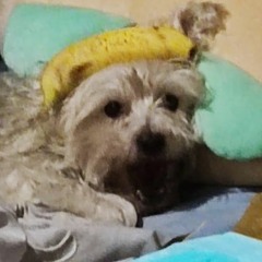 SnackyxChan