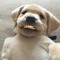 Sixkie Dawgz