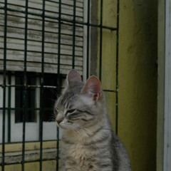 sisko aka paco la calle