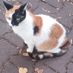 stasiu byczek but cat