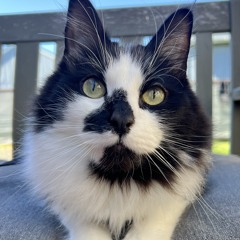 Lynzie
