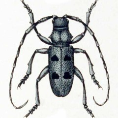 Morimus funereus