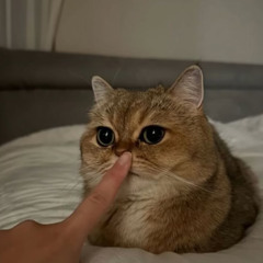 hi