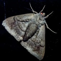 nt caralina #voronsstreet