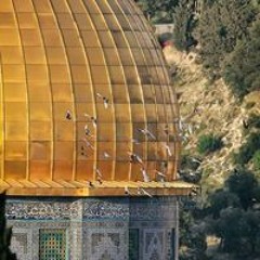 فاطمة شتية