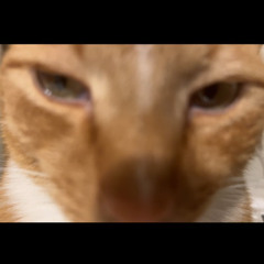 pestoryx .