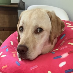 penelope (pee Naa lope)