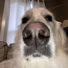 gabba goop