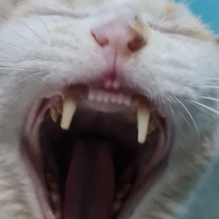 Squi