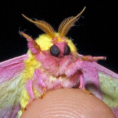 bug