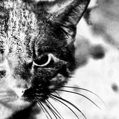 felis silvestris