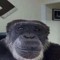 dumbass monkey
