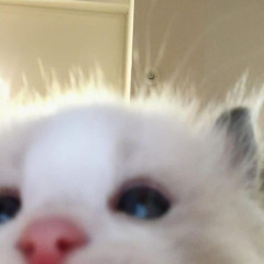 hoshi