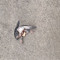 drone.creep