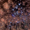 electroLite