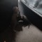 iluvkitties