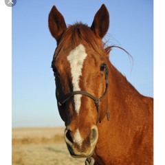 Horseman