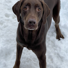 Sebastian Terry- Like you wanted me to demo (electronic pop)