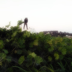 Yusif
