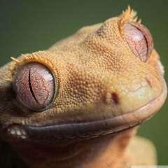 sweatylizard
