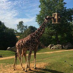 Karine Semedo Furtado