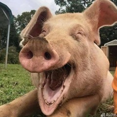 папочка привет