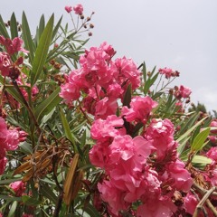 عائشة