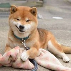 Đỗ Hồng Sơn