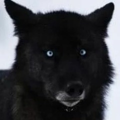 Wolf Child