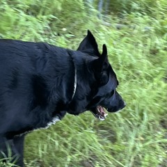 BJÖRN