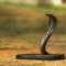 kingsnake 🐍