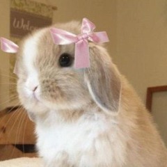 coelhinhaS2 𓂃 ࣪˖ ִֶָ🐇་༘࿐