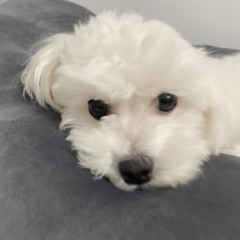 조준혁