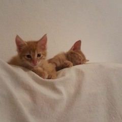 Лена Петрова