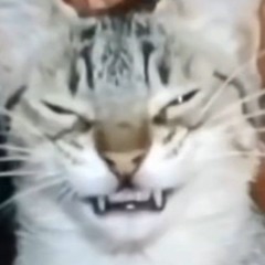 MrBit