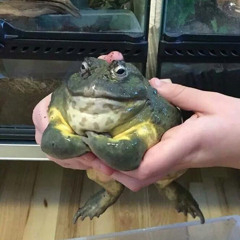 I s o b e l