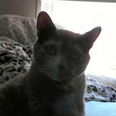 melody schimelfanick