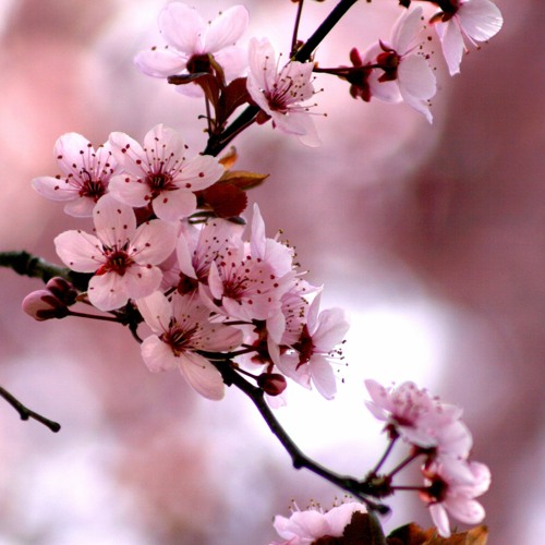 صابحني دايماً مبتسم_عبد العزيز المبارك