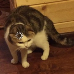 Hickmeister