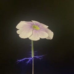 송나무