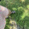 Butte Fly