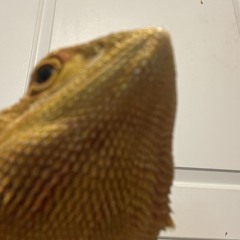 Plexos