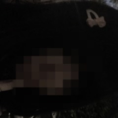 ✩shiko✩ (@notshiko)