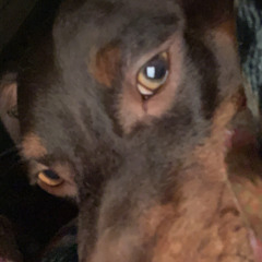 Nina Nichole Oberlin