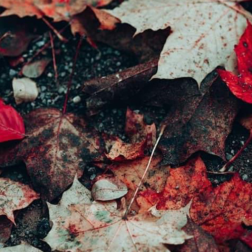 V.C.Q اغنية محمد حماقى   فوق الكل By Hamaki