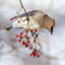 Cedar Bird