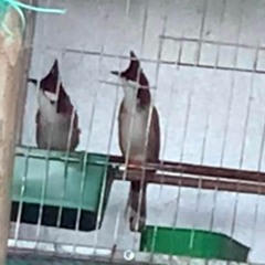 T@m con phiêu