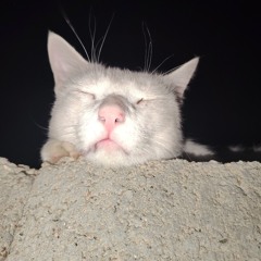بوبه